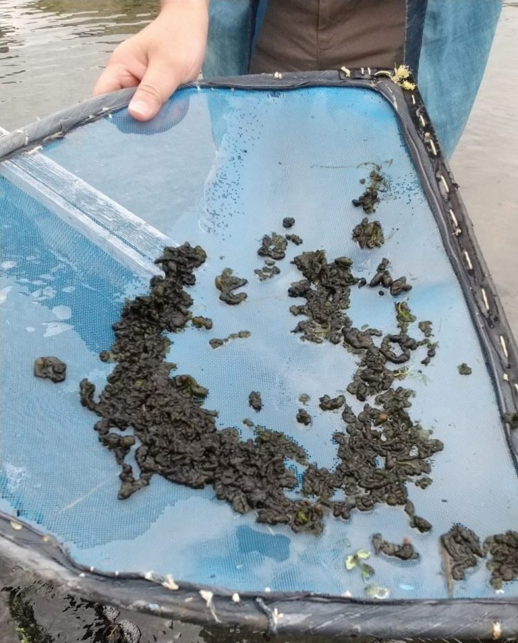 ＜プレスリリース＞「スイゼンジノリがつくる紫外線吸収物質を発見 ～天然由来の美容成分として化粧品分野への応用に期待～」（理工学部・景山伯春